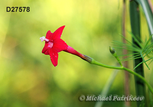 Cypress Vine (Ipomoea quamoclit)